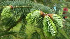 De ce ace de pin sub picioare sunt cel mai bun îngrășământ, lucru de care nici nu bănuiați